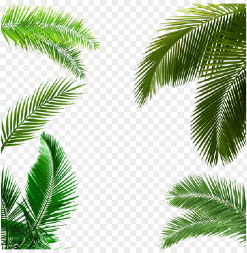 Detail Leaf Palm Png Nomer 19