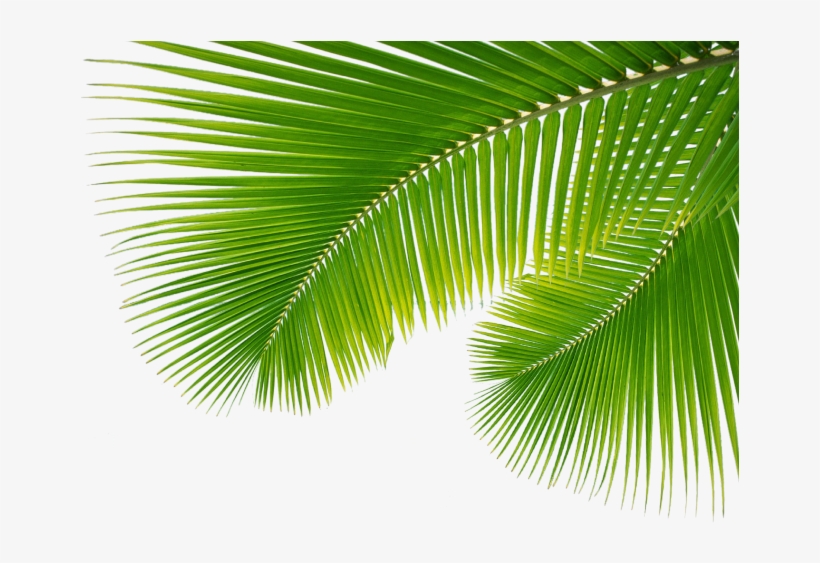 Detail Leaf Palm Png Nomer 24