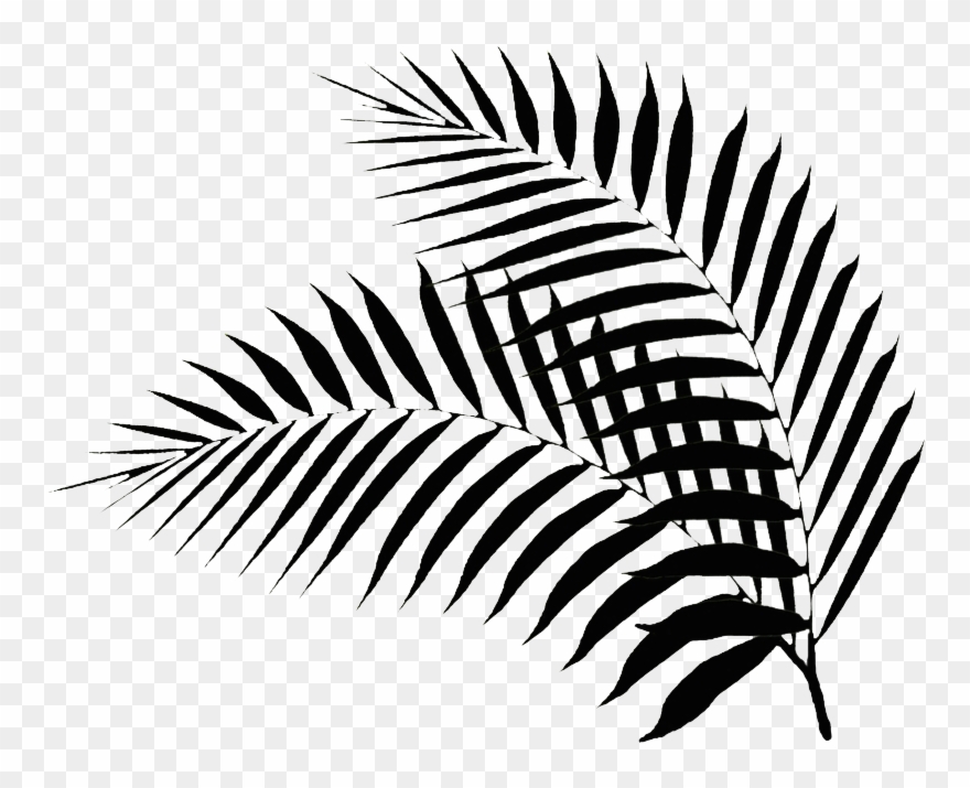 Detail Leaf Palm Png Nomer 26