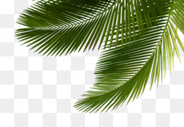 Detail Leaf Palm Png Nomer 27