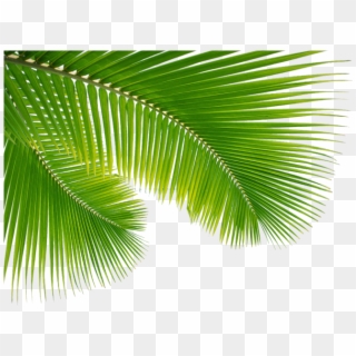 Detail Leaf Palm Png Nomer 28