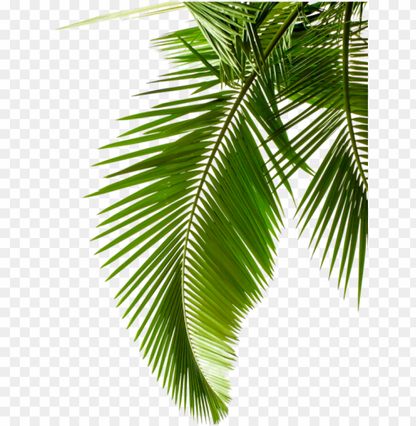 Detail Leaf Palm Png Nomer 3