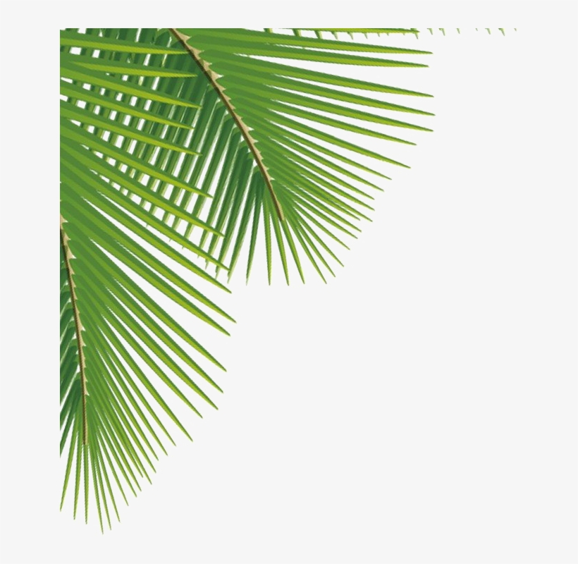 Detail Leaf Palm Png Nomer 29