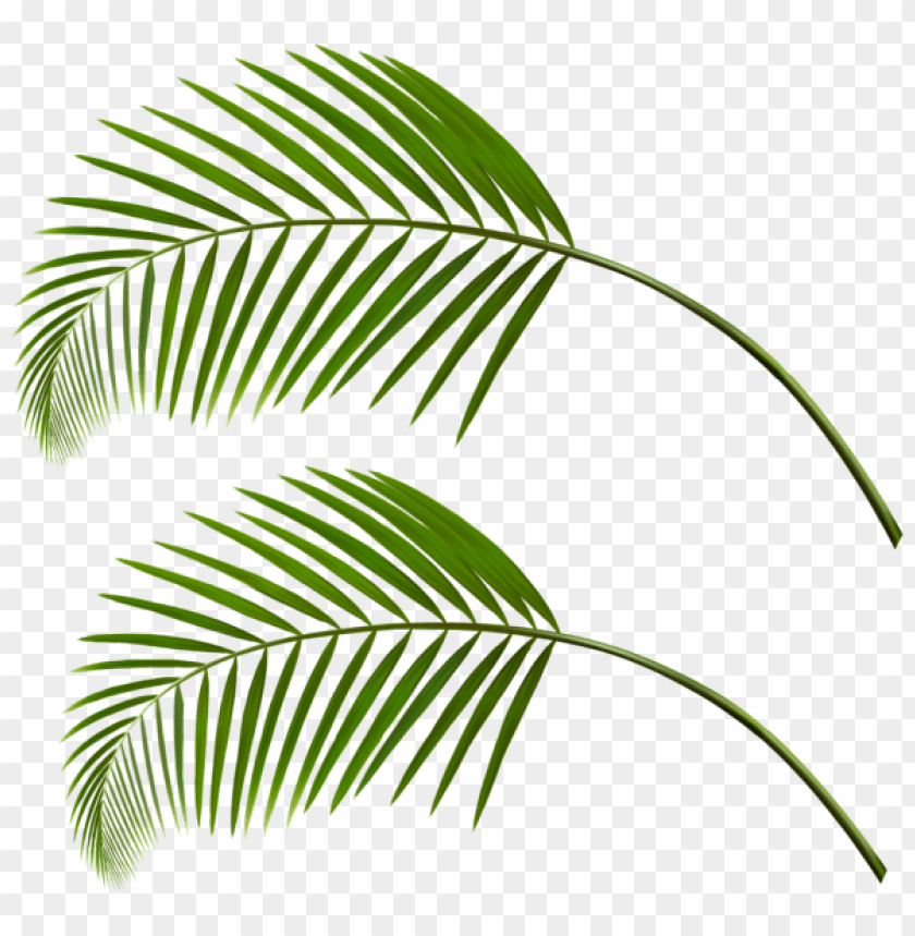 Detail Leaf Palm Png Nomer 31