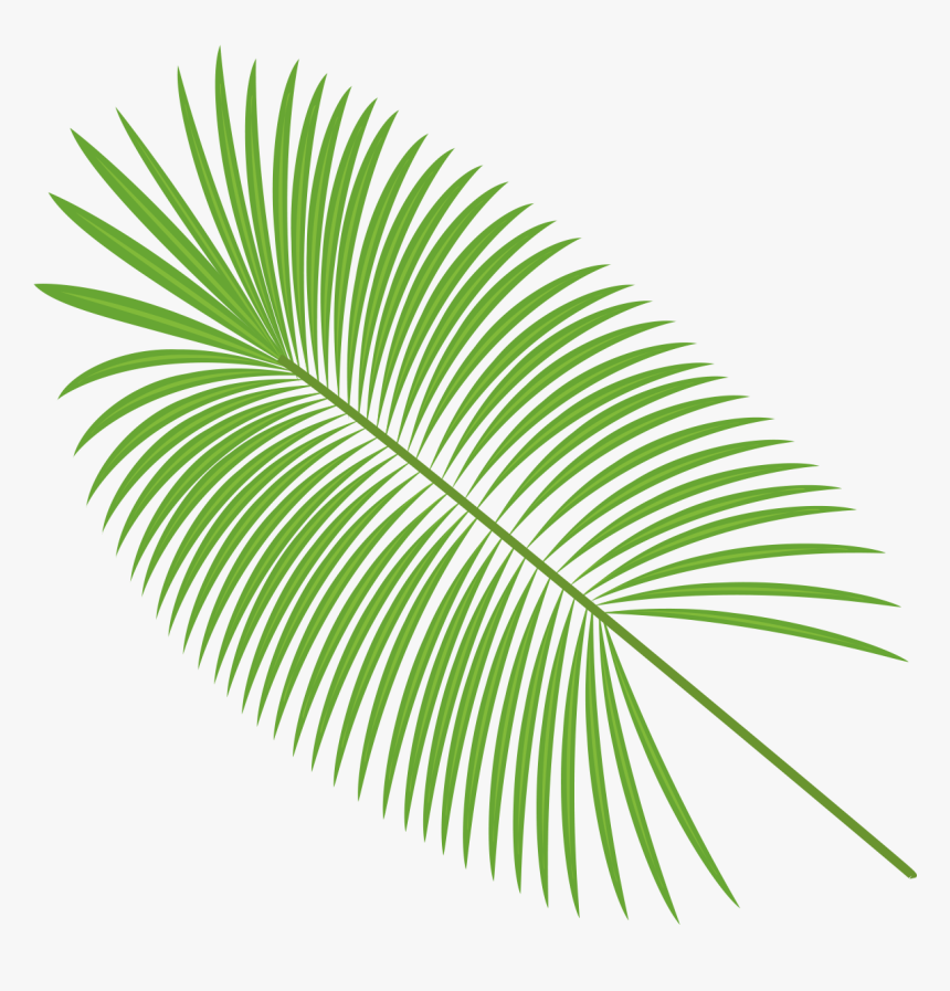 Detail Leaf Palm Png Nomer 32