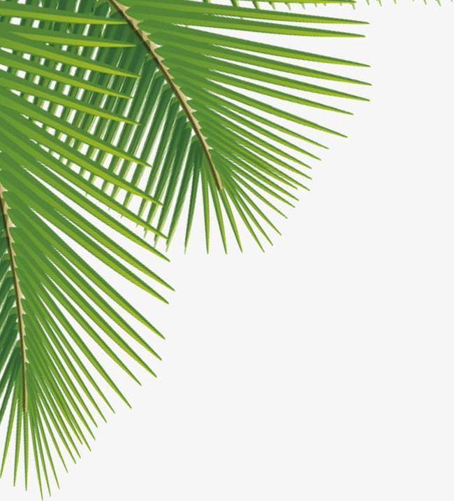 Detail Leaf Palm Png Nomer 36