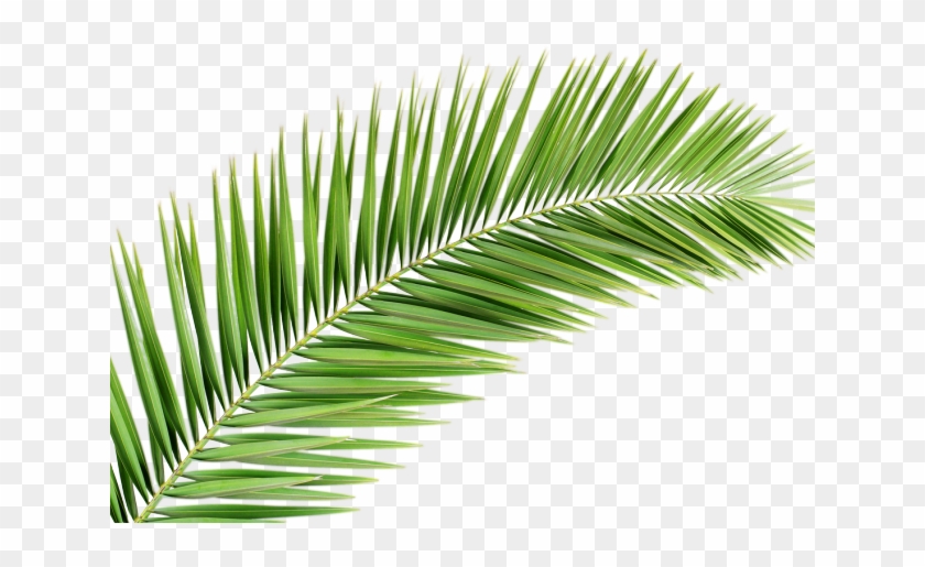 Detail Leaf Palm Png Nomer 4