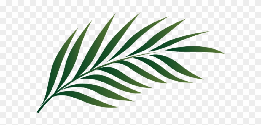 Detail Leaf Palm Png Nomer 42