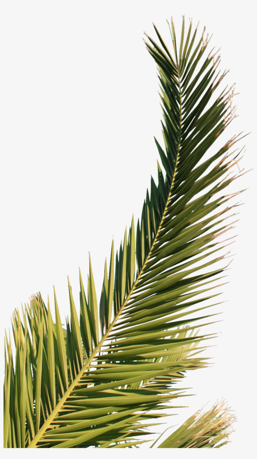 Detail Leaf Palm Png Nomer 43