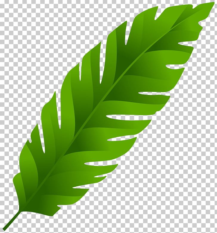 Detail Leaf Palm Png Nomer 47