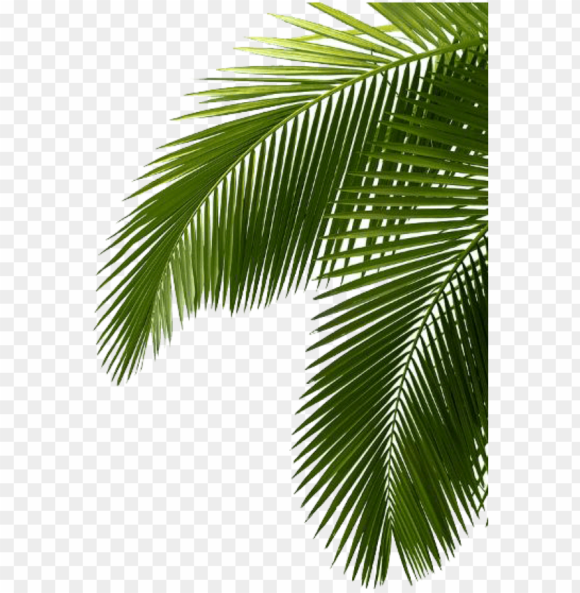 Detail Leaf Palm Png Nomer 5