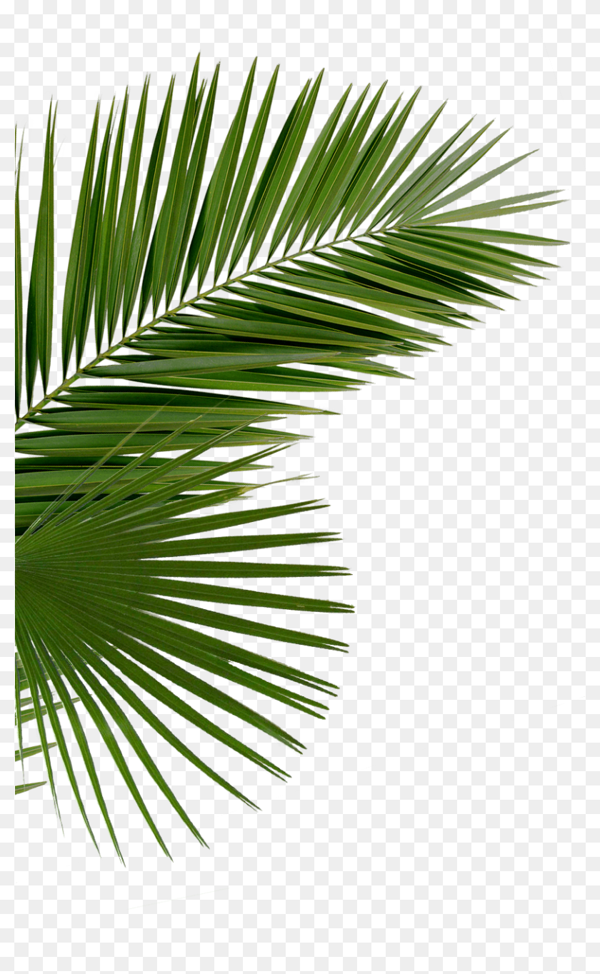Detail Leaf Palm Png Nomer 52