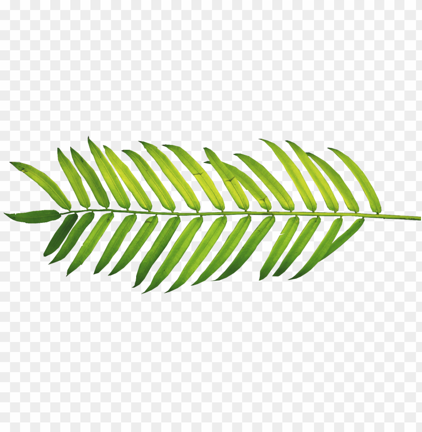 Detail Leaf Palm Png Nomer 53