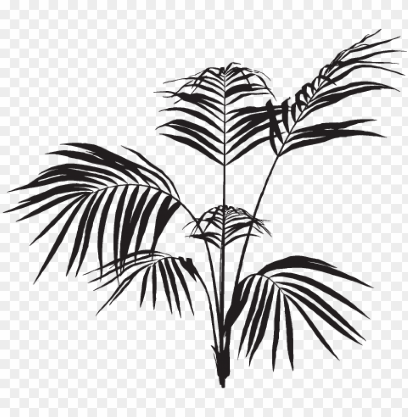 Detail Leaf Palm Png Nomer 55