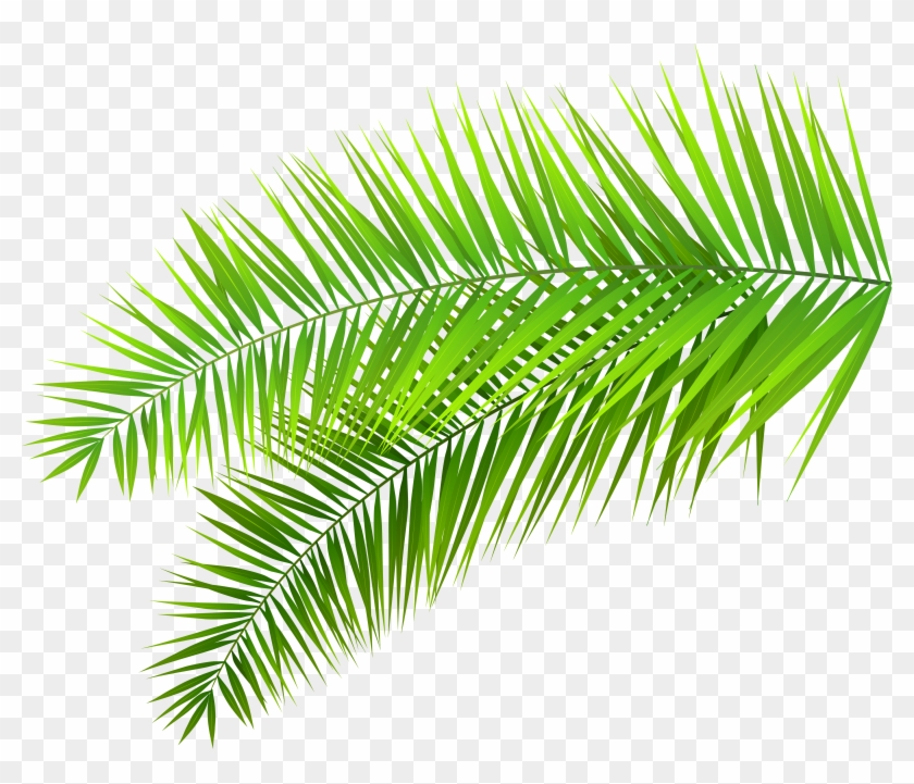 Detail Leaf Palm Png Nomer 6