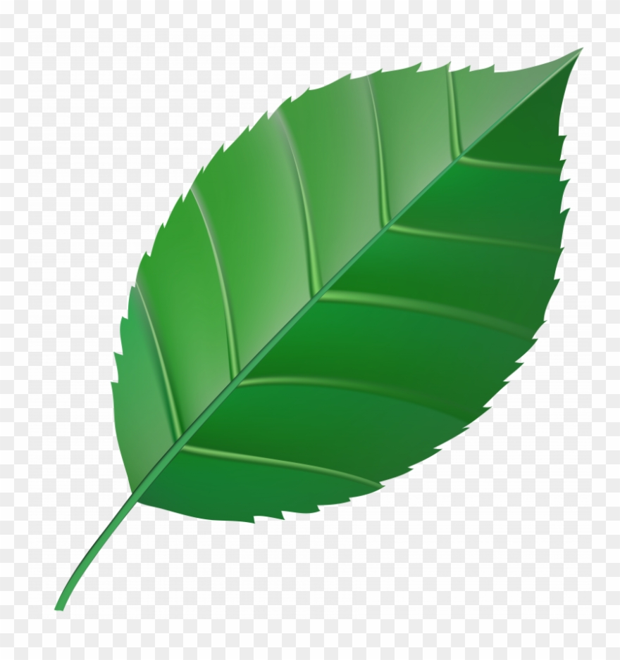 Detail Leaf Png Clipart Nomer 14