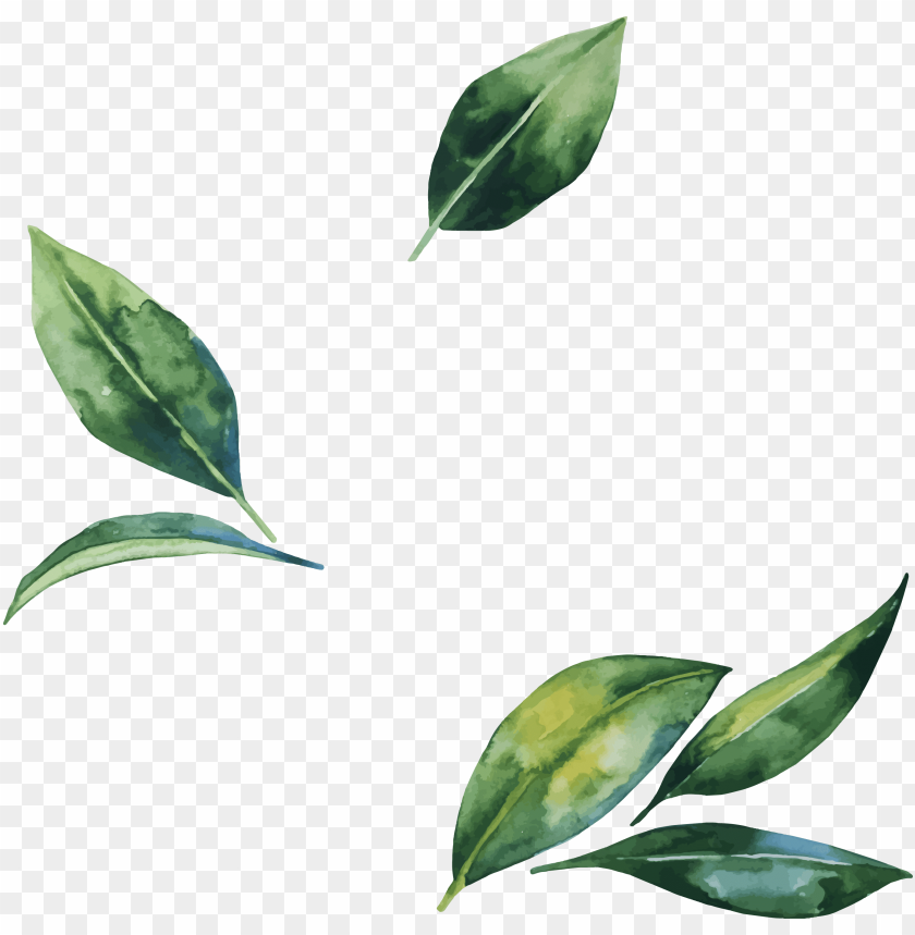 Detail Leaf Png Transparent Nomer 10