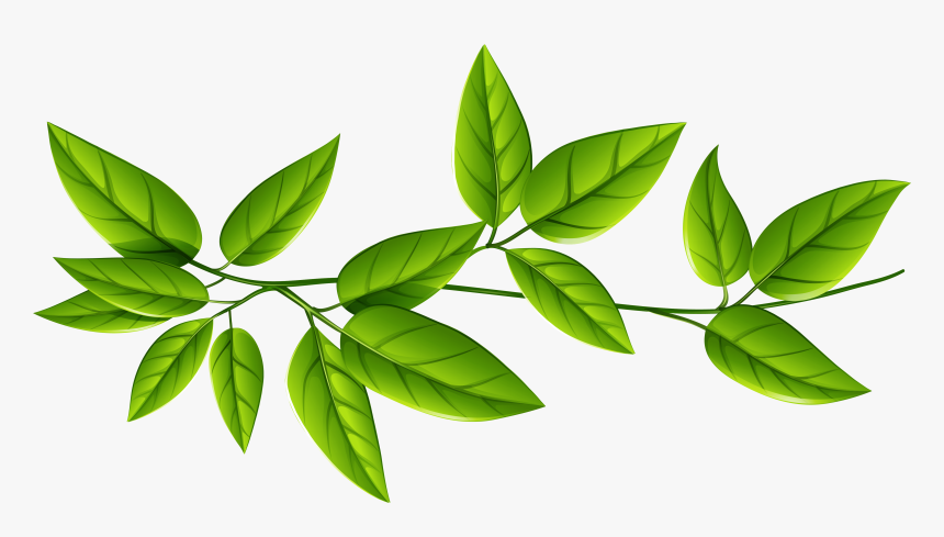 Detail Leaf Png Transparent Nomer 13