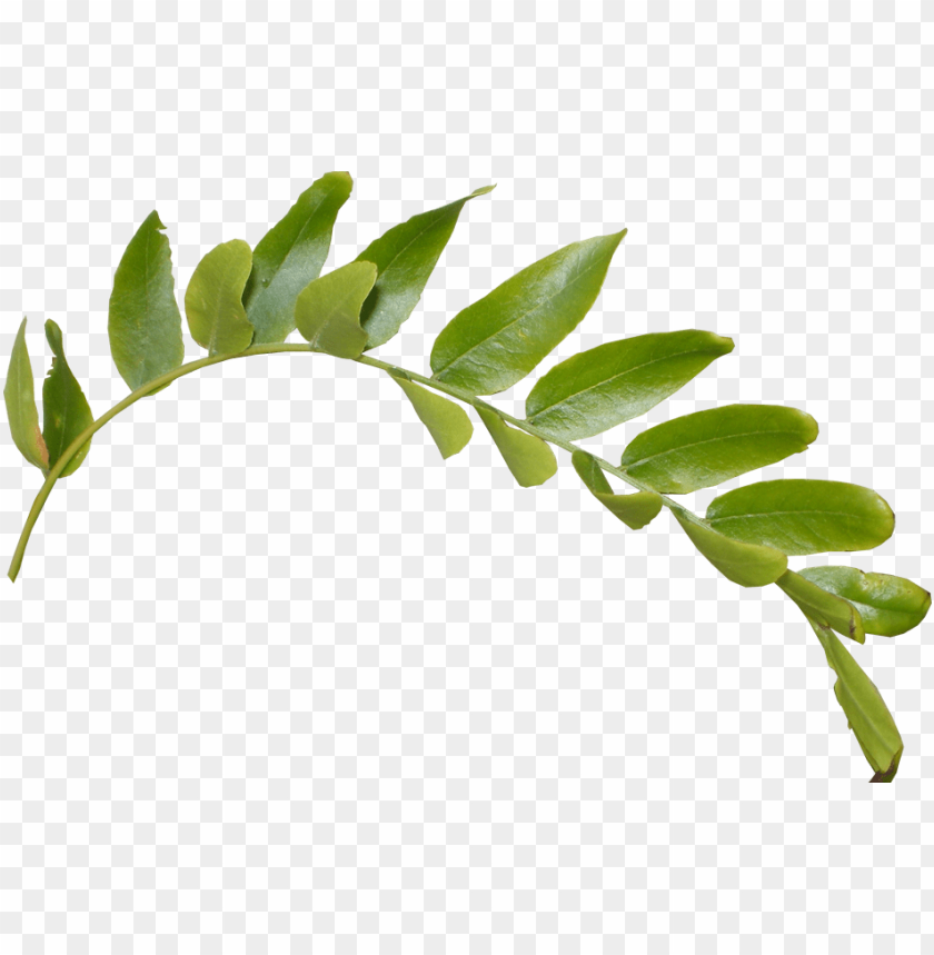 Detail Leaf Png Transparent Nomer 3
