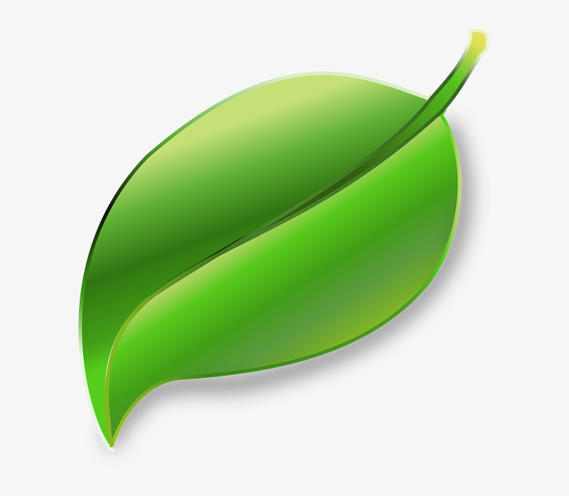 Detail Leaf Png Transparent Nomer 20