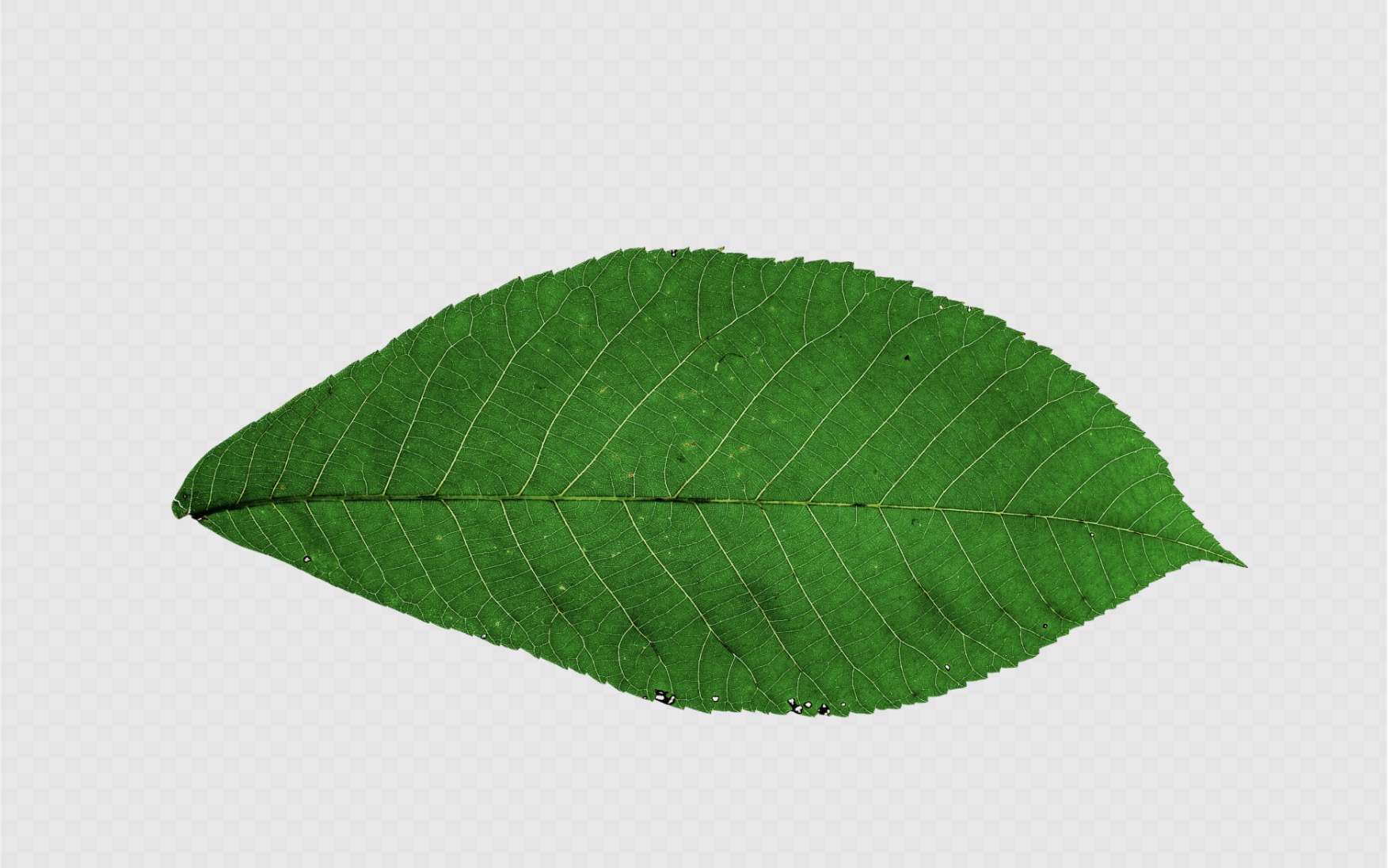 Detail Leaf Png Transparent Nomer 26