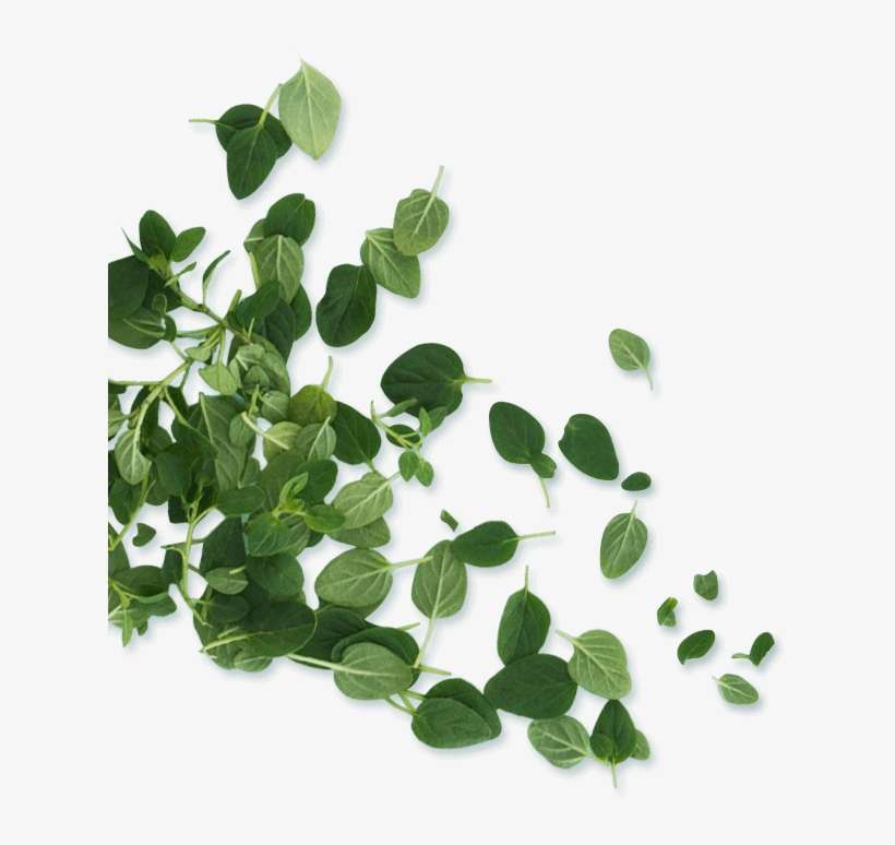 Detail Leaf Png Transparent Nomer 28