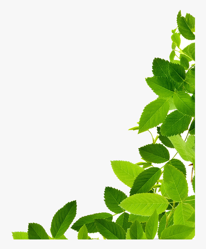 Detail Leaf Png Transparent Nomer 29