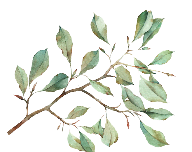 Detail Leaf Png Transparent Nomer 33