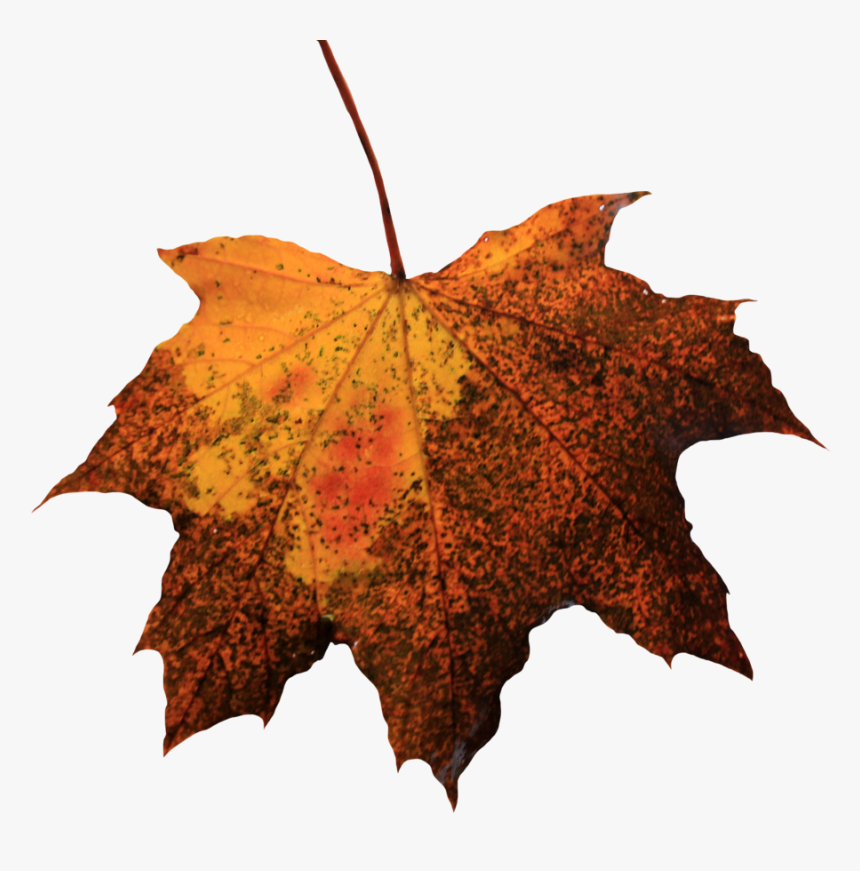 Detail Leaf Png Transparent Nomer 35