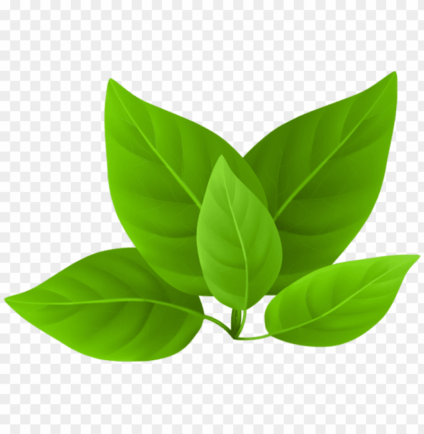 Detail Leaf Png Transparent Nomer 36