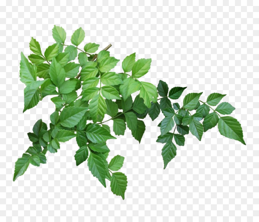 Detail Leaf Png Transparent Nomer 42