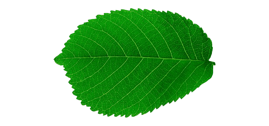 Detail Leaf Png Transparent Nomer 44