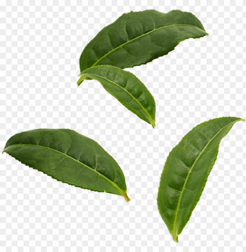 Detail Leaf Png Transparent Nomer 45