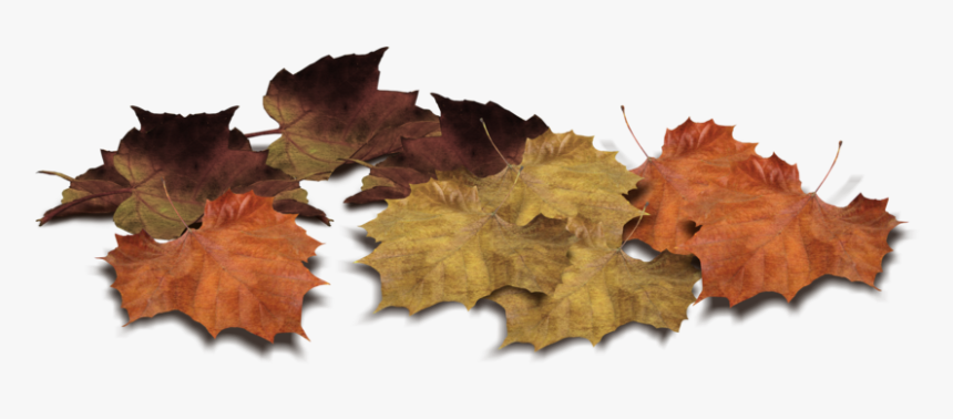 Detail Leaf Png Transparent Nomer 46