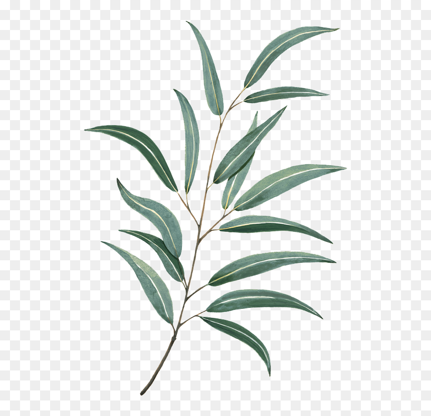 Detail Leaf Png Transparent Nomer 48
