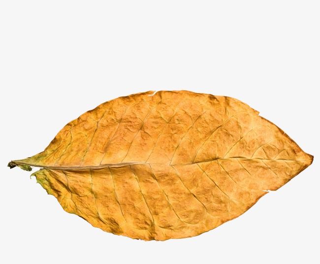 Detail Leaf Png Transparent Nomer 51