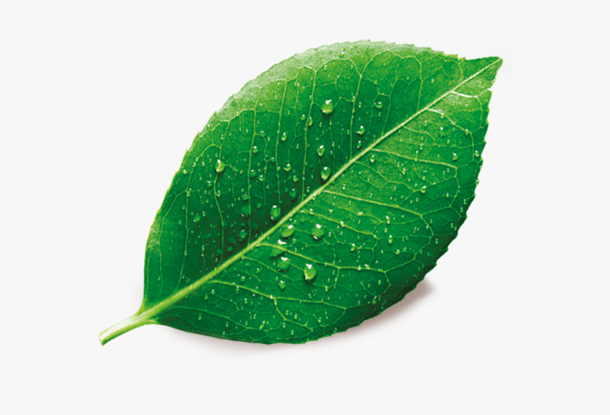 Detail Leaf Png Transparent Nomer 55