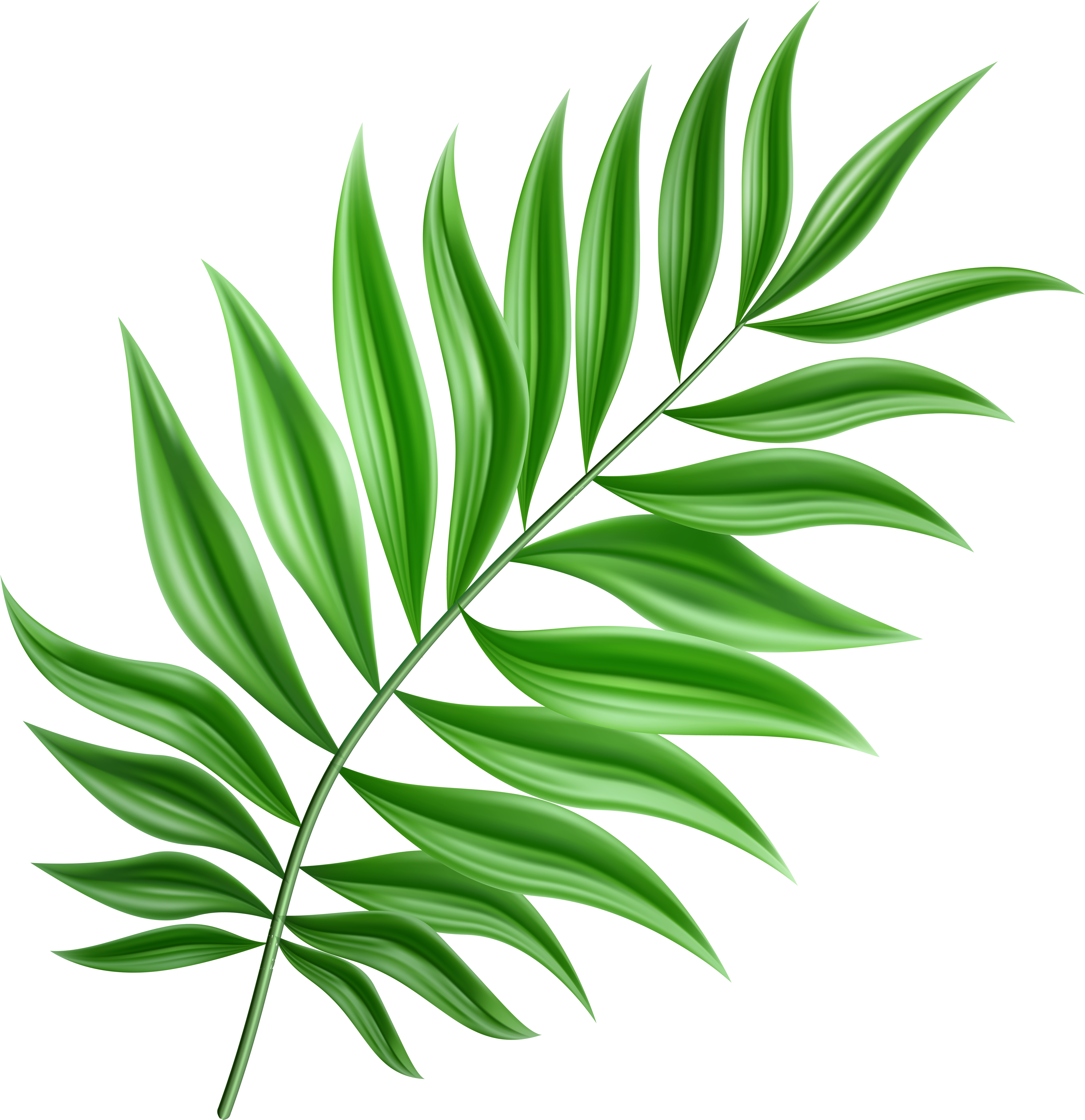 Detail Leaf Png Transparent Nomer 9