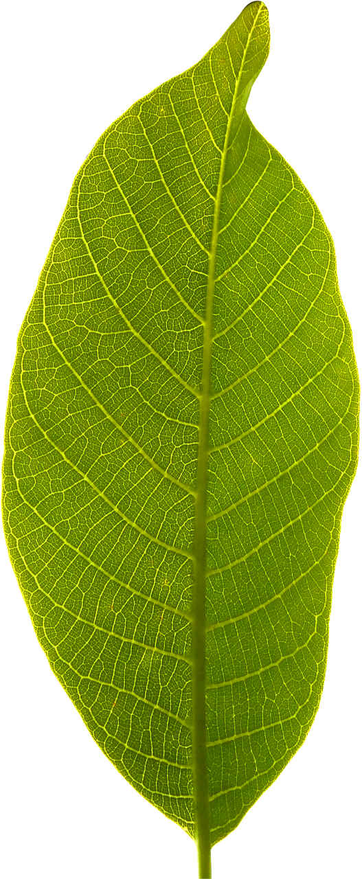 Leaf Transparent - KibrisPDR
