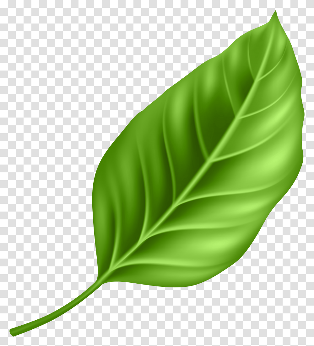 Detail Leaf Transparent Nomer 12