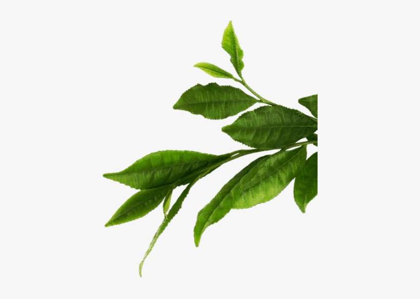 Detail Leaf Transparent Nomer 13