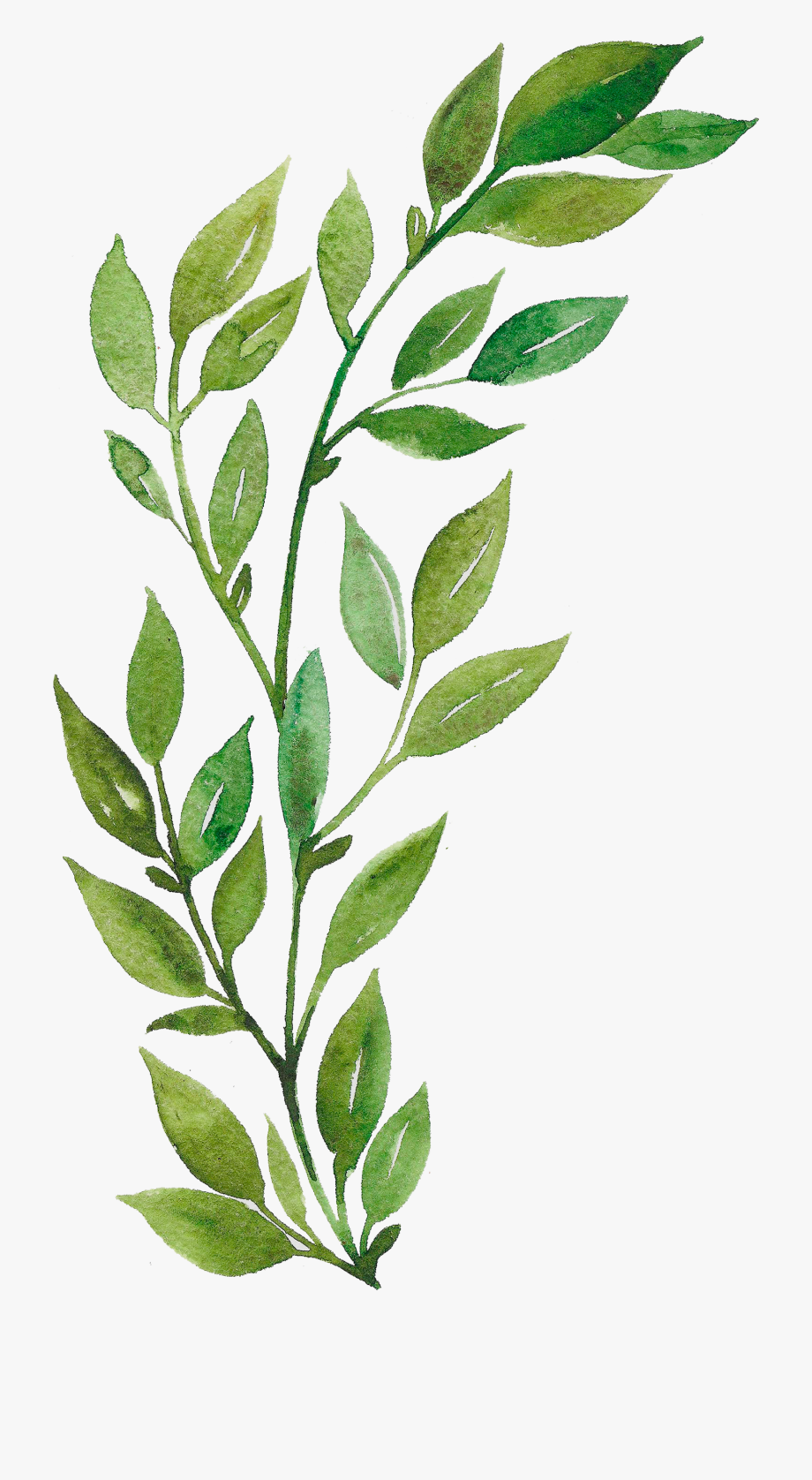 Detail Leaf Transparent Nomer 14