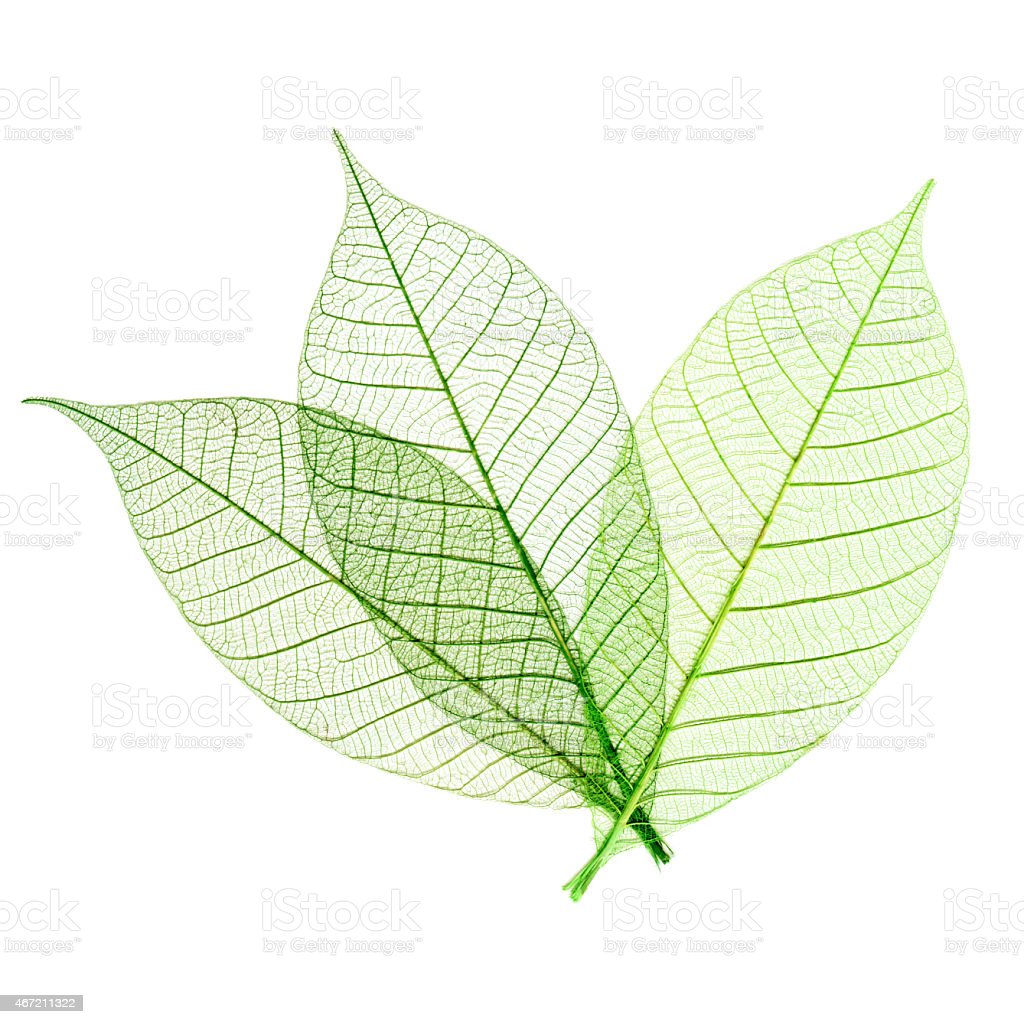 Detail Leaf Transparent Nomer 19