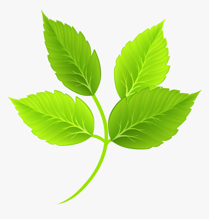 Detail Leaf Transparent Nomer 20