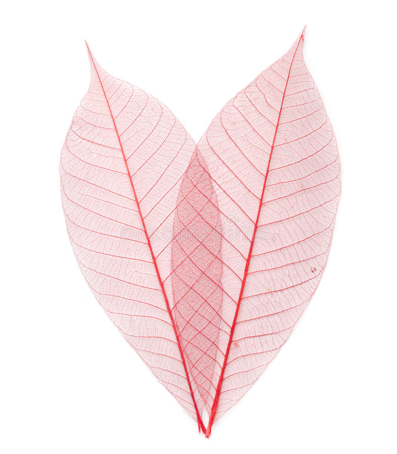 Detail Leaf Transparent Nomer 28