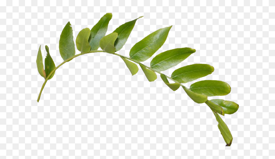 Detail Leaf Transparent Nomer 36