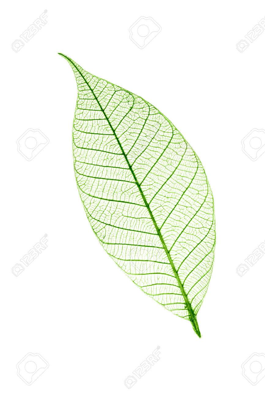 Detail Leaf Transparent Nomer 4