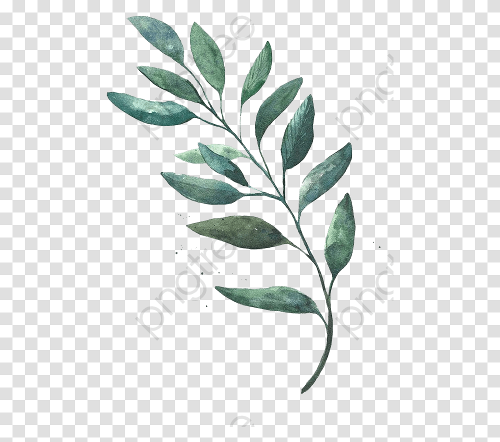 Detail Leaf Transparent Nomer 39