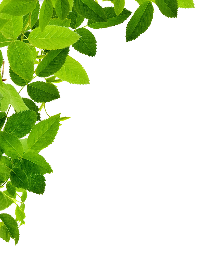 Detail Leaf Transparent Nomer 40