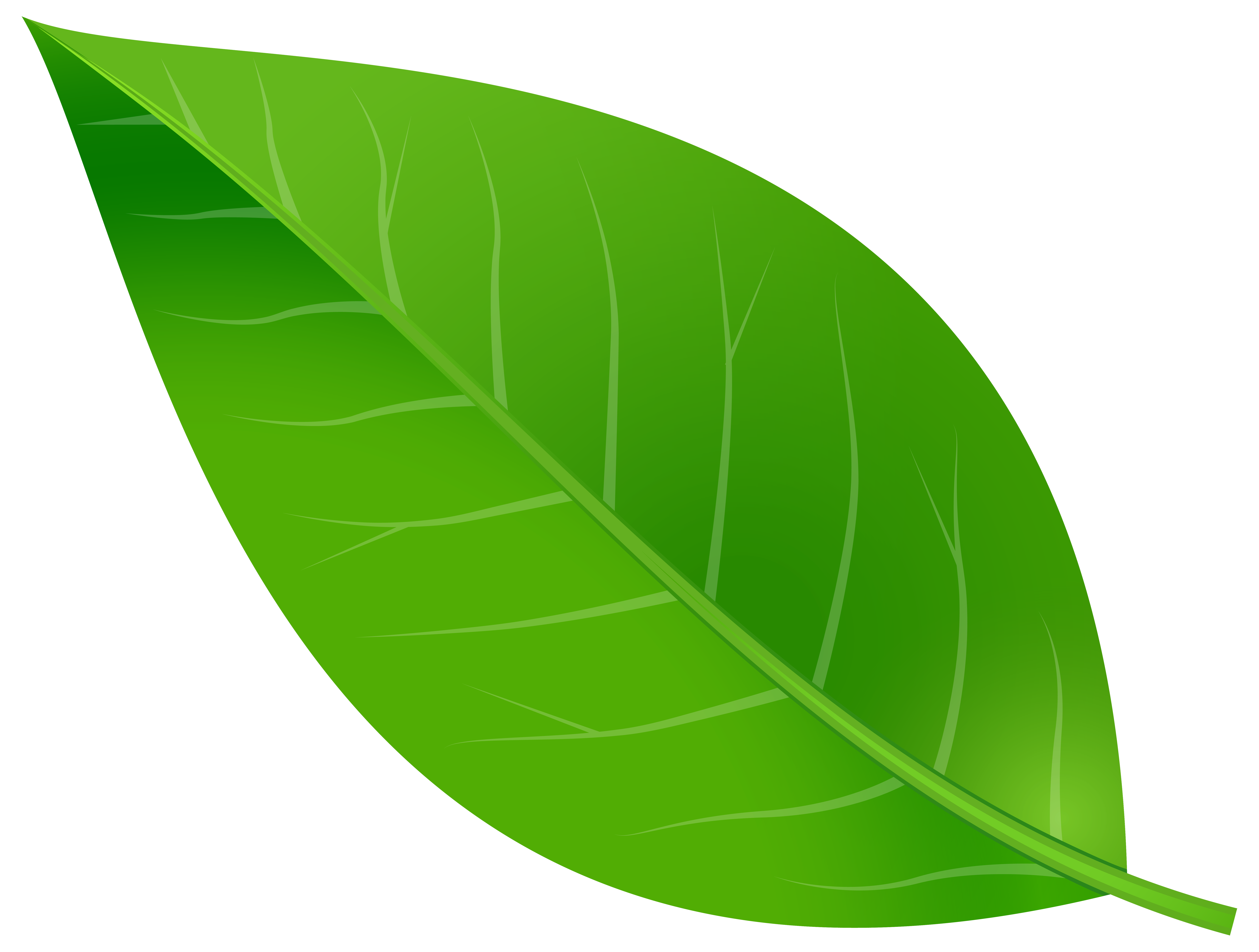 Detail Leaf Transparent Nomer 5